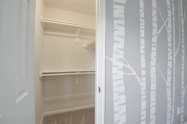 spacious closet featuring carpet floors