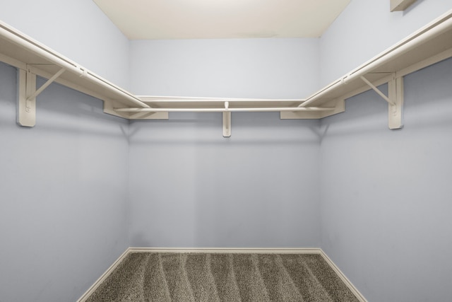 walk in closet with carpet floors