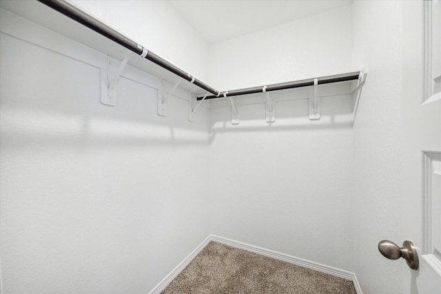 spacious closet featuring carpet