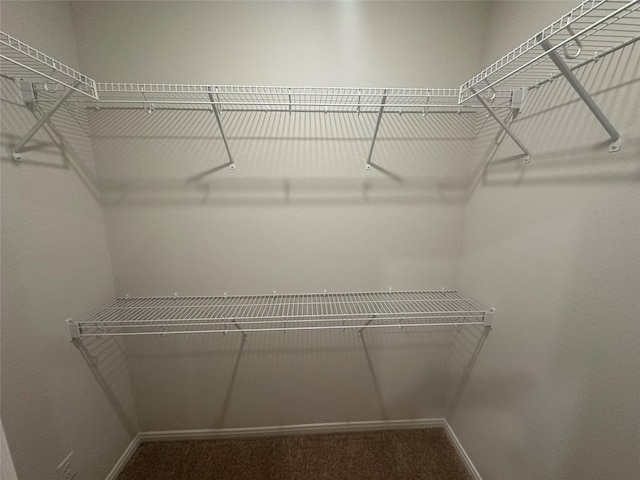 spacious closet featuring carpet flooring