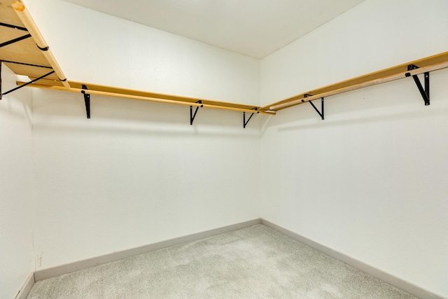 spacious closet featuring carpet