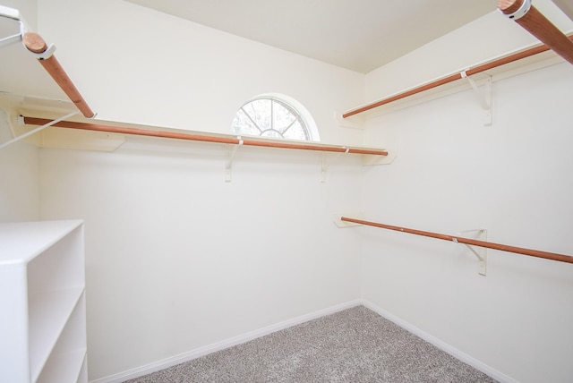 spacious closet featuring carpet flooring