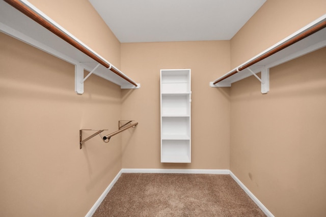 walk in closet with carpet flooring