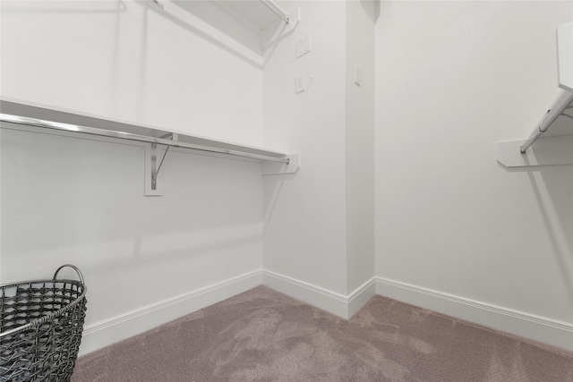 spacious closet featuring carpet