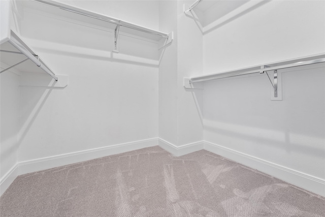 spacious closet featuring carpet flooring