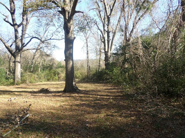 view of local wilderness