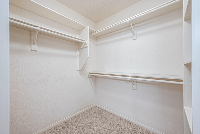 spacious closet featuring carpet flooring