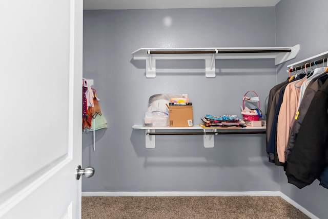 walk in closet featuring carpet flooring