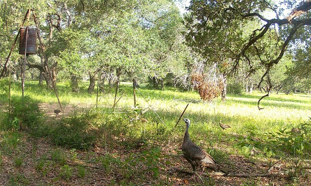 Listing photo 3 for TBD3 County Road 19, Garwood TX 77442