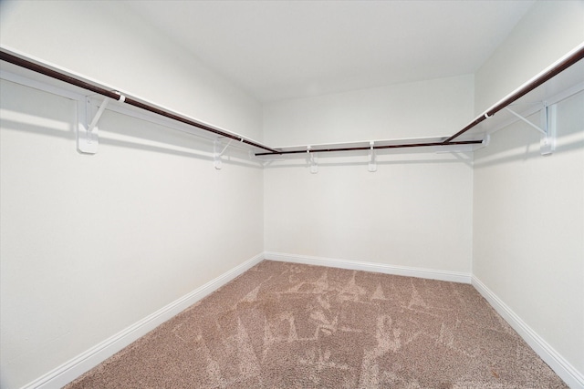 walk in closet with carpet flooring