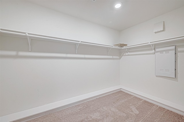 spacious closet featuring carpet