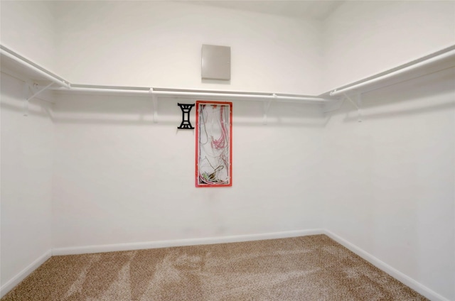 spacious closet featuring carpet flooring