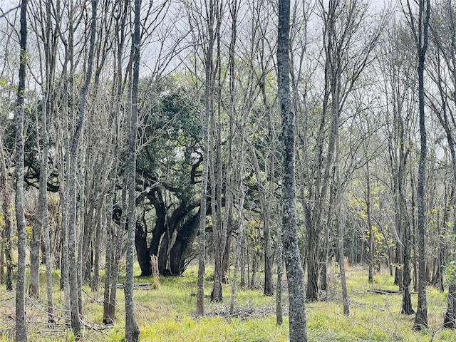 view of local wilderness with a view of trees