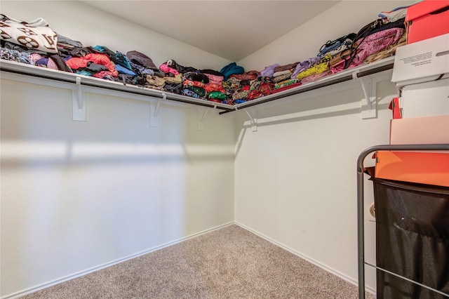 spacious closet featuring carpet