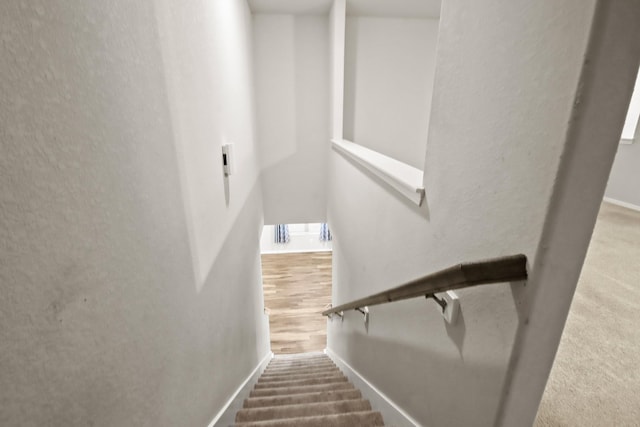 stairway featuring carpet floors