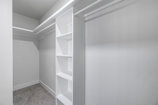 spacious closet featuring carpet