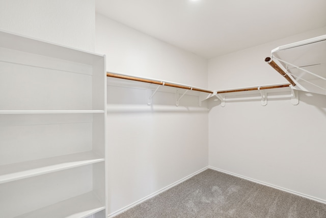 walk in closet featuring carpet floors