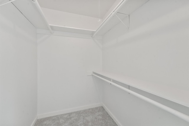 spacious closet featuring carpet