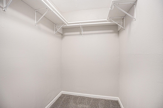 spacious closet featuring carpet