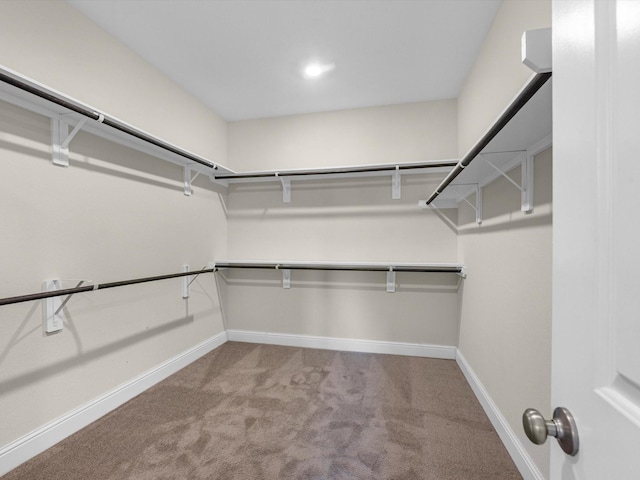 spacious closet featuring carpet