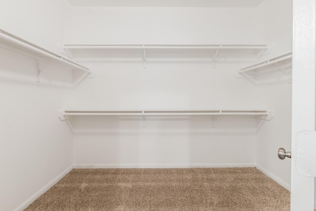 walk in closet with carpet floors