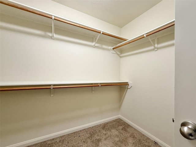 walk in closet featuring carpet flooring