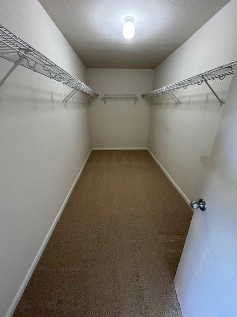 walk in closet with carpet floors