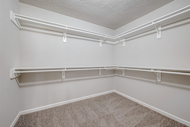 walk in closet with carpet floors