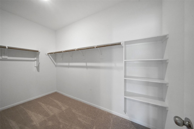 walk in closet featuring carpet floors