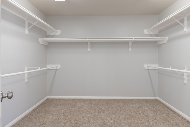 spacious closet featuring carpet flooring