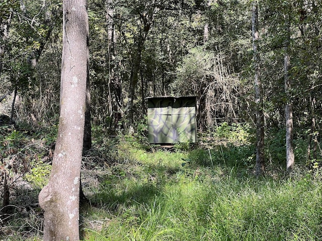 view of local wilderness