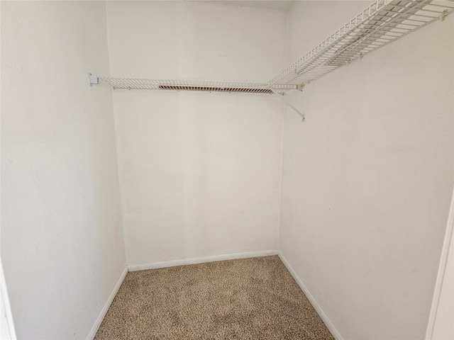 walk in closet with carpet flooring