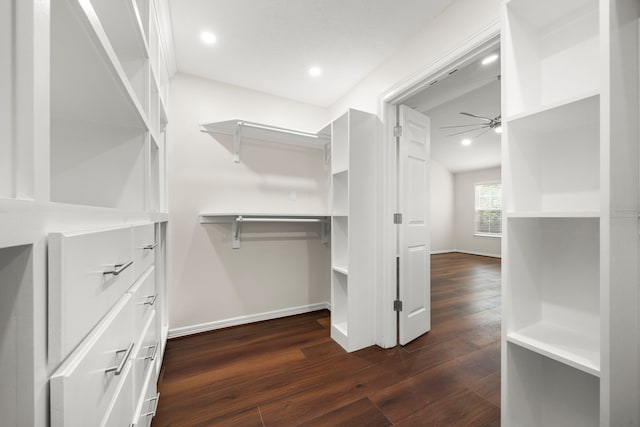 walk in closet featuring ceiling fan and dark hardwood / wood-style flooring