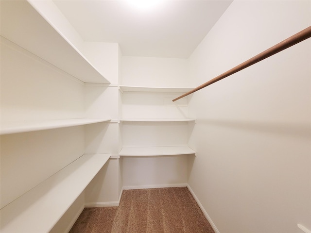 spacious closet featuring carpet