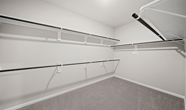 walk in closet with carpet flooring