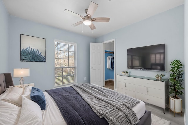 bedroom featuring a walk in closet, ceiling fan, a closet, and light wood-type flooring