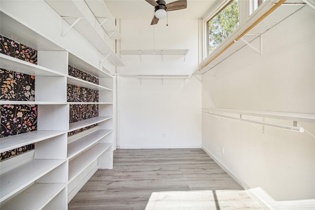 walk in closet with ceiling fan and light wood-type flooring