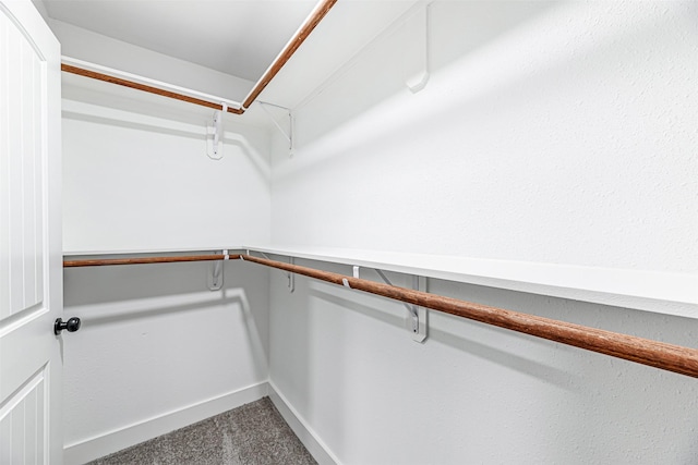 spacious closet featuring carpet