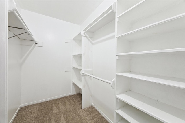 walk in closet featuring carpet floors