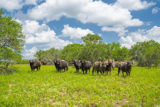 15272 State Highway 111 E, Yoakum, TX 77995 - photo 9