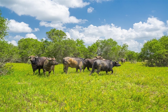 15272 State Highway 111 E, Yoakum, TX 77995 - photo 13