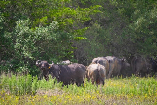 15272 State Highway 111 E, Yoakum, TX 77995 - photo 25