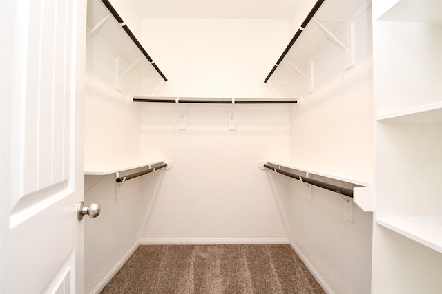 walk in closet with carpet floors