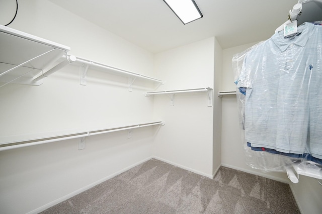 spacious closet featuring carpet flooring