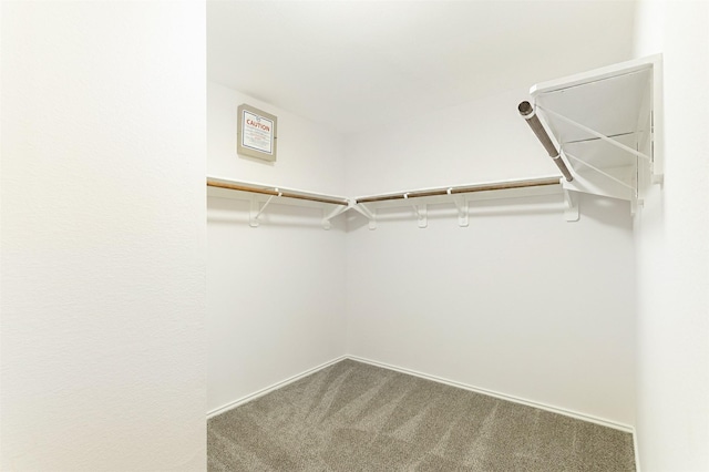 spacious closet featuring carpet floors