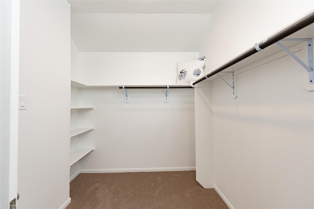 spacious closet featuring carpet floors