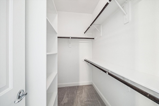 spacious closet featuring carpet flooring