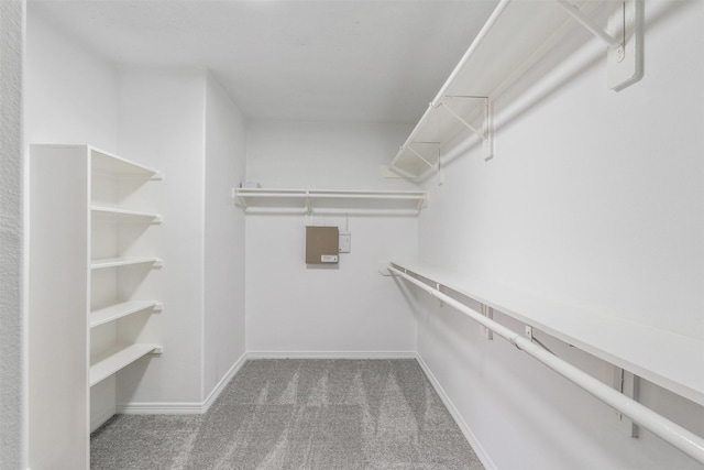 spacious closet featuring carpet floors