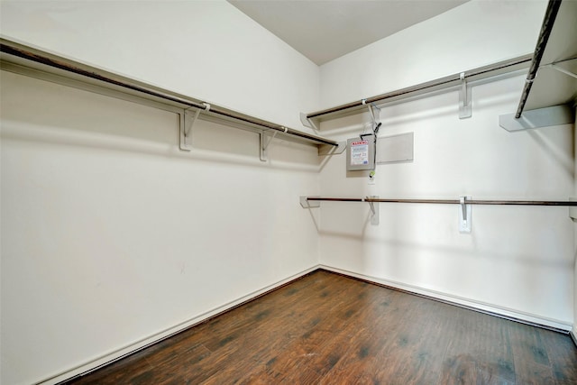 spacious closet featuring dark hardwood / wood-style floors