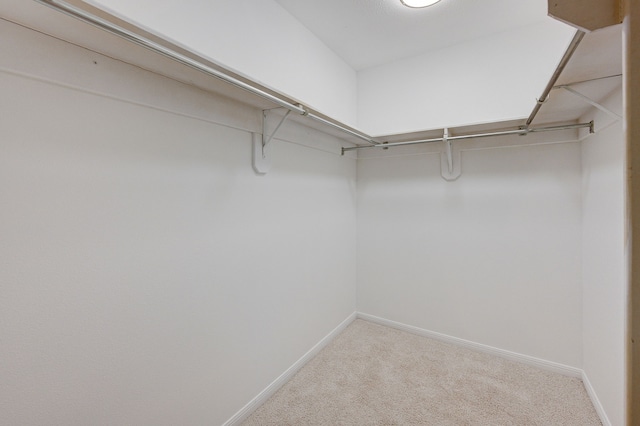 spacious closet featuring carpet